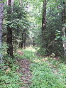 forest_path