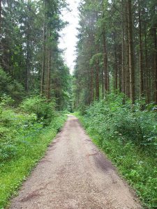 forest_path