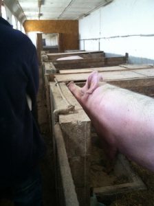 pig