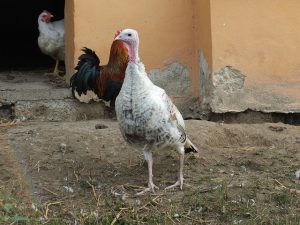 turkey