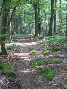 Steigerwald