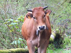 Asturias hiking Spain