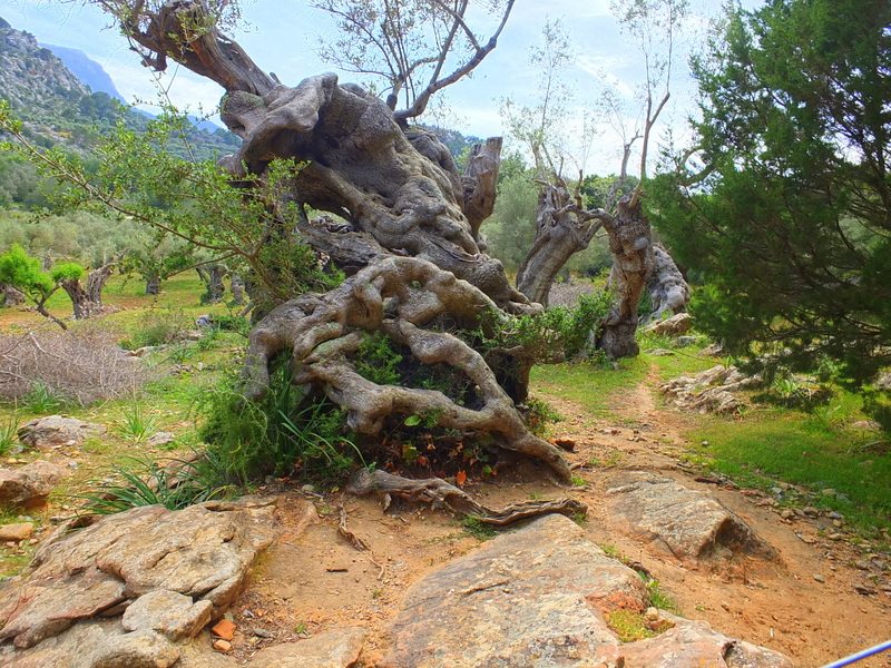 Soller Valley Hikes