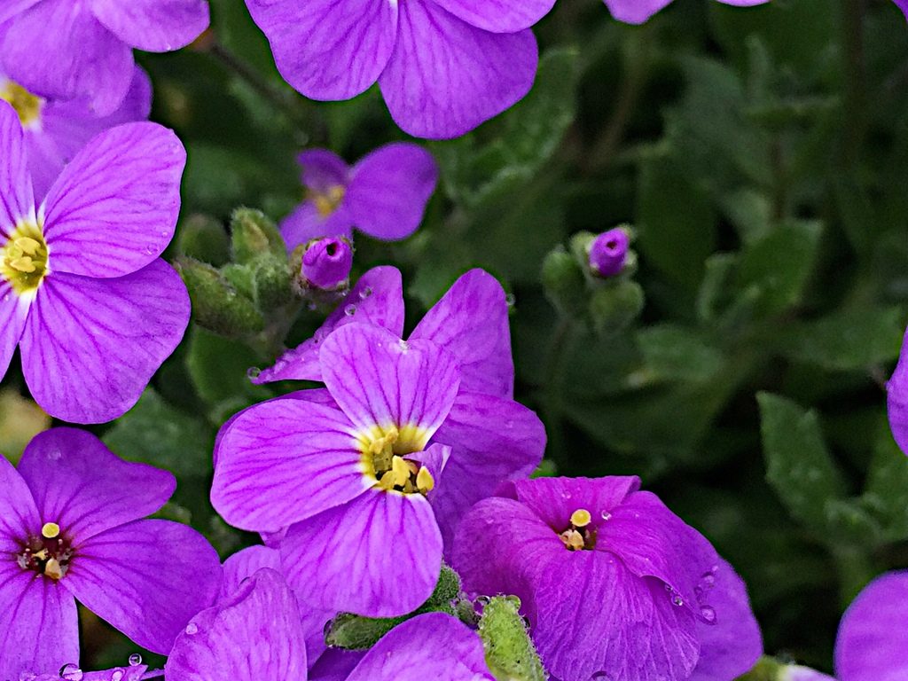 Sheffield - Flowers