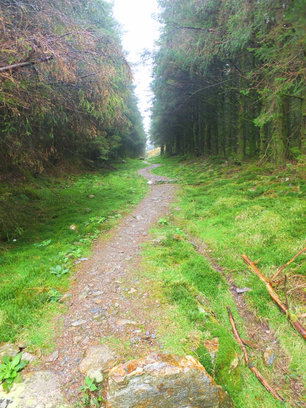 forest track