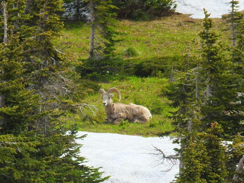Mountain Sheep at Logan Pass