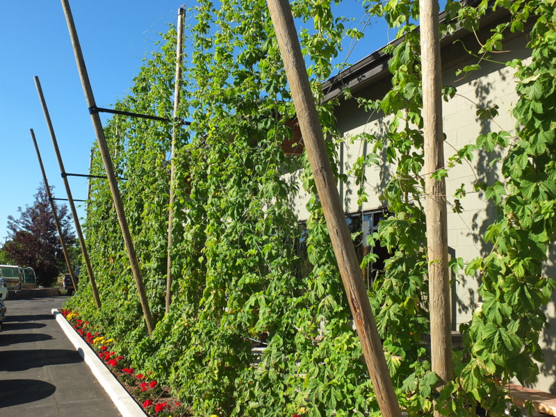 Hops growing at Crux