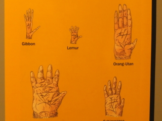 ape hands ape hands