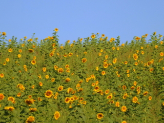 sunflower field sunflower field