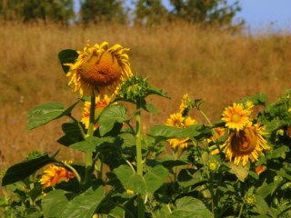 sunflowers sunflowers