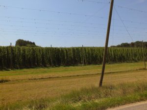Hops scaffolding