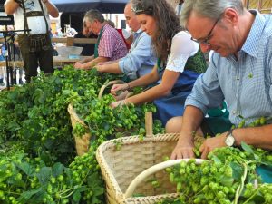 shuckin' hops