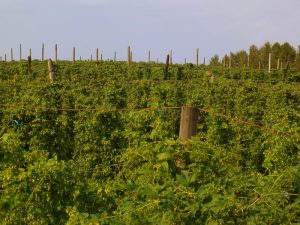 Hops tops view