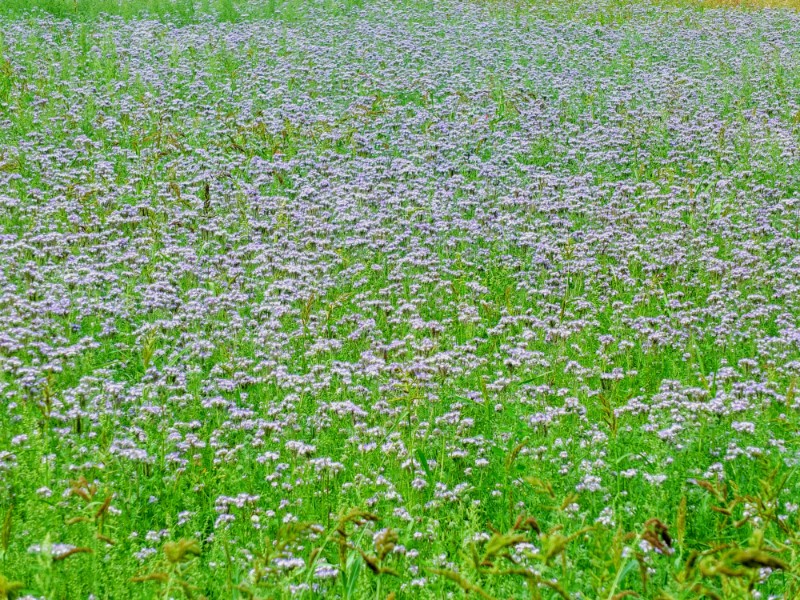 flowery field