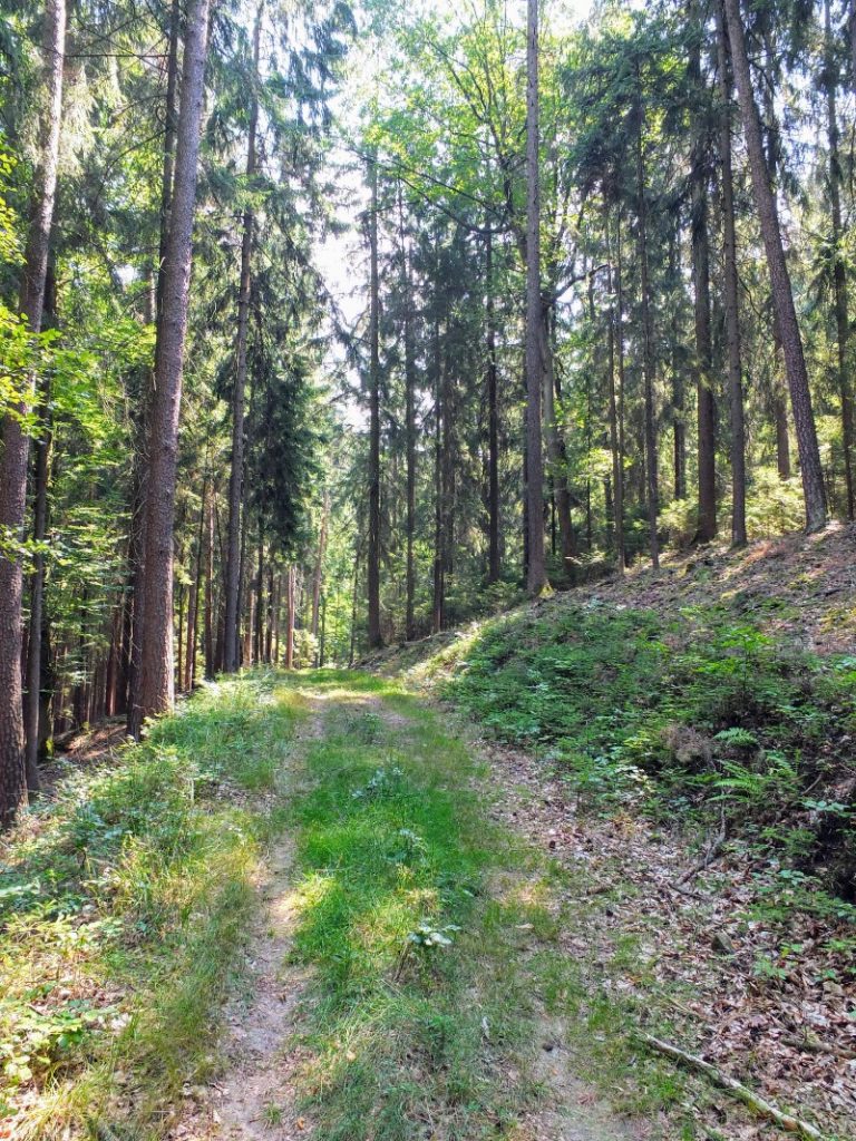 forested pathway forested pathway