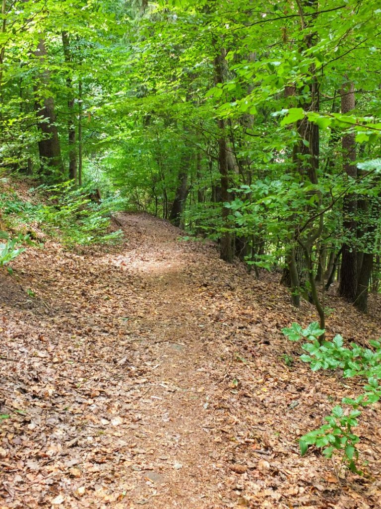 forested pathway forested pathway