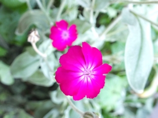 flowers flowers