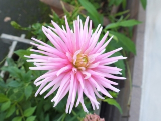 flower flower