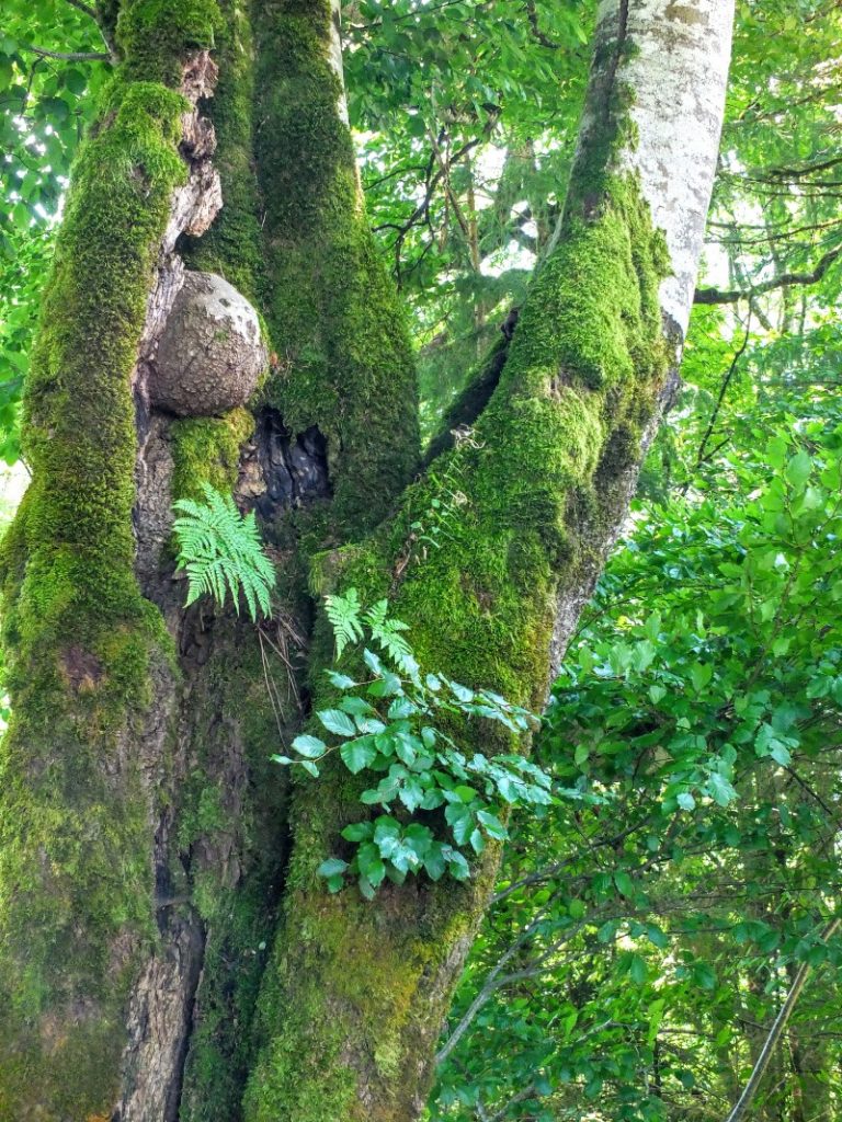 ecosystem