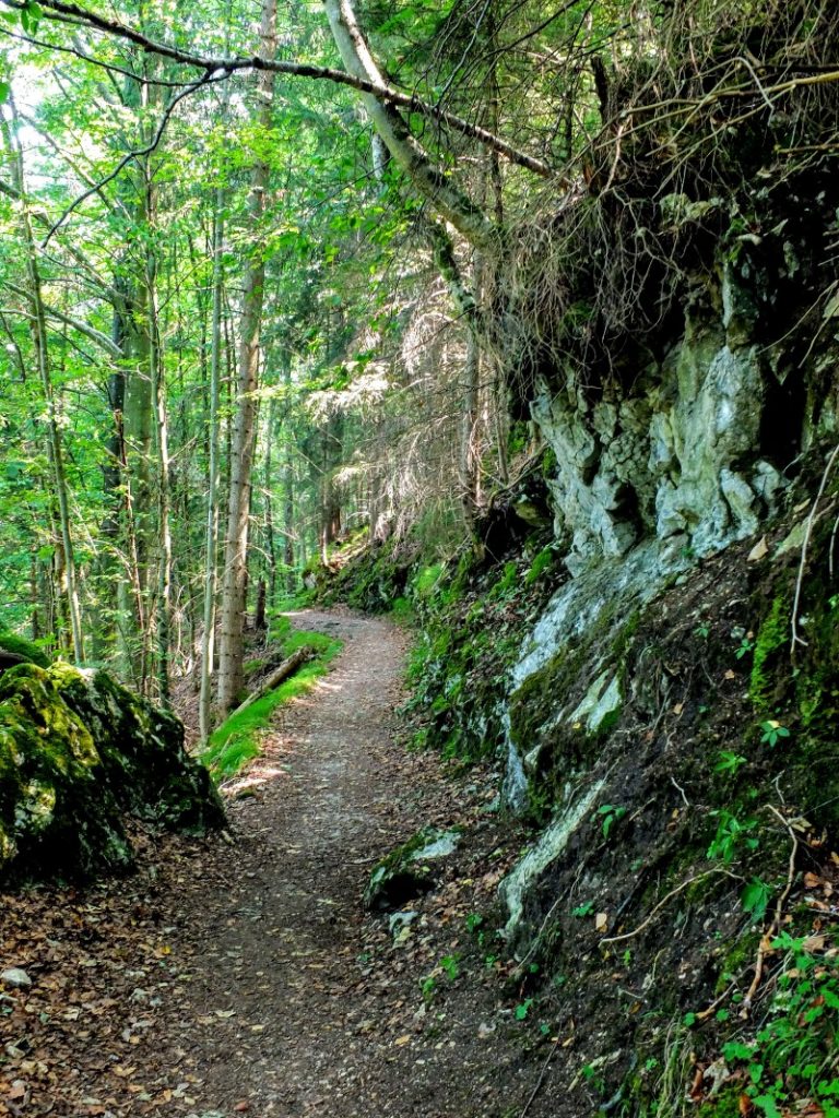 forest trail