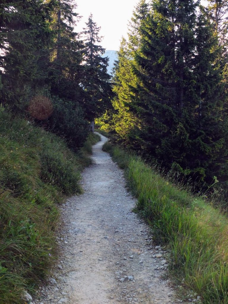 forest trail
