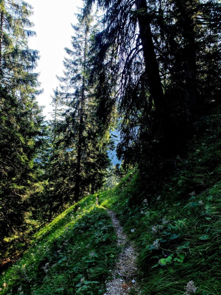 through the trees
