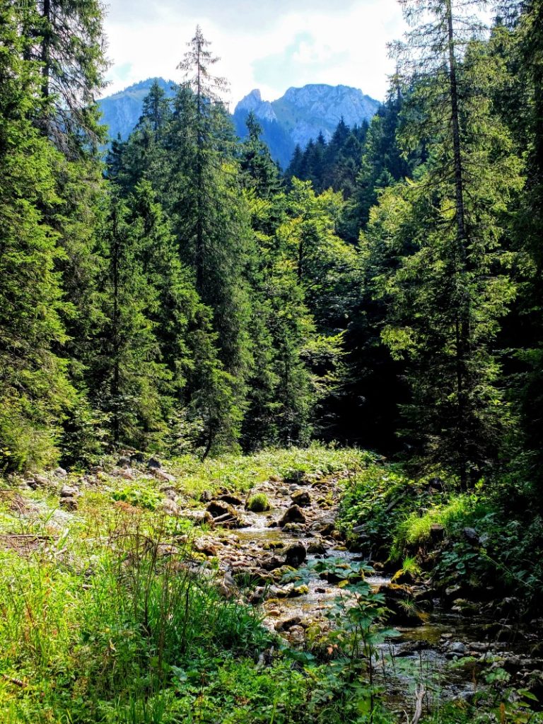 Kenzenbach view