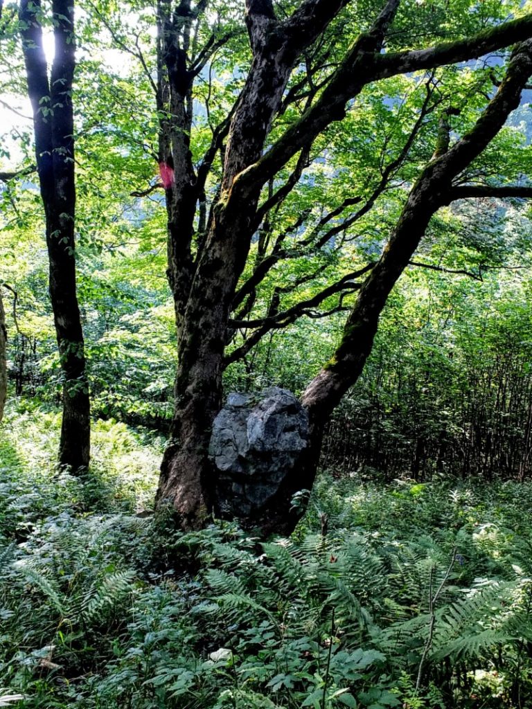 rock in tree