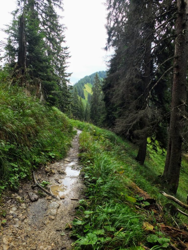 trail after a rain