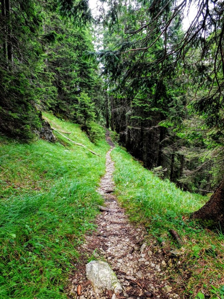 forest trail