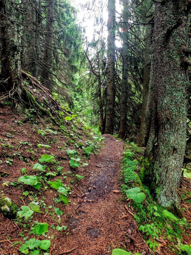 forest trail