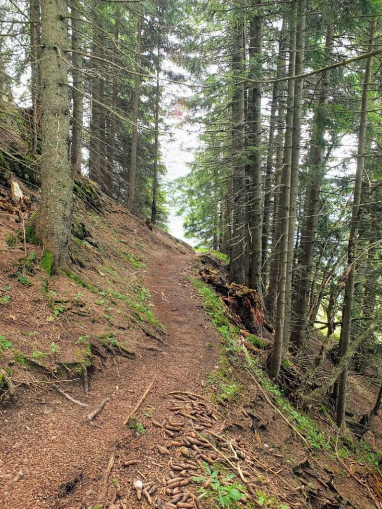 forest trail