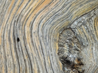 wood grain wood grain