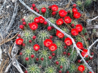 blooming cactus blooming cactus