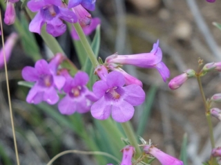 wildflowers wildflowers