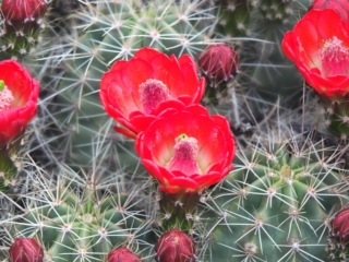 blooming cactus blooming cactus