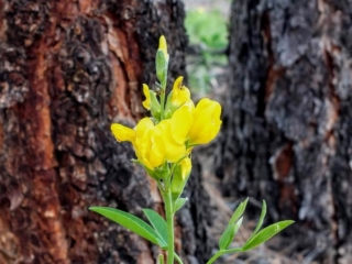 wildflower wildflower