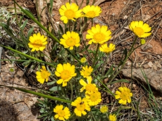 wildflowers wildflowers