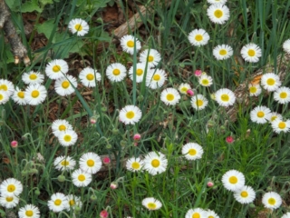 wildflowers wildflowers