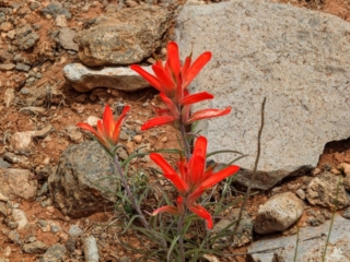 wildflower wildflower