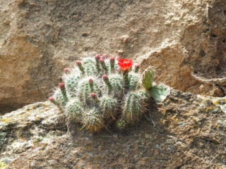 bloomin' time bloomin' time