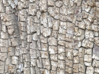 alligator juniper alligator juniper