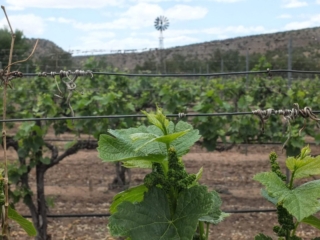 vineyard vineyard