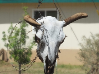 sun bleached skull sun bleached skull