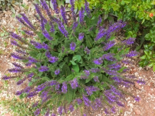 flowers flowers