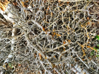 witches broom witches broom
