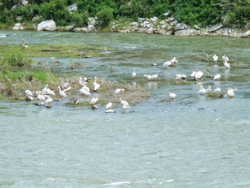 river birds river birds