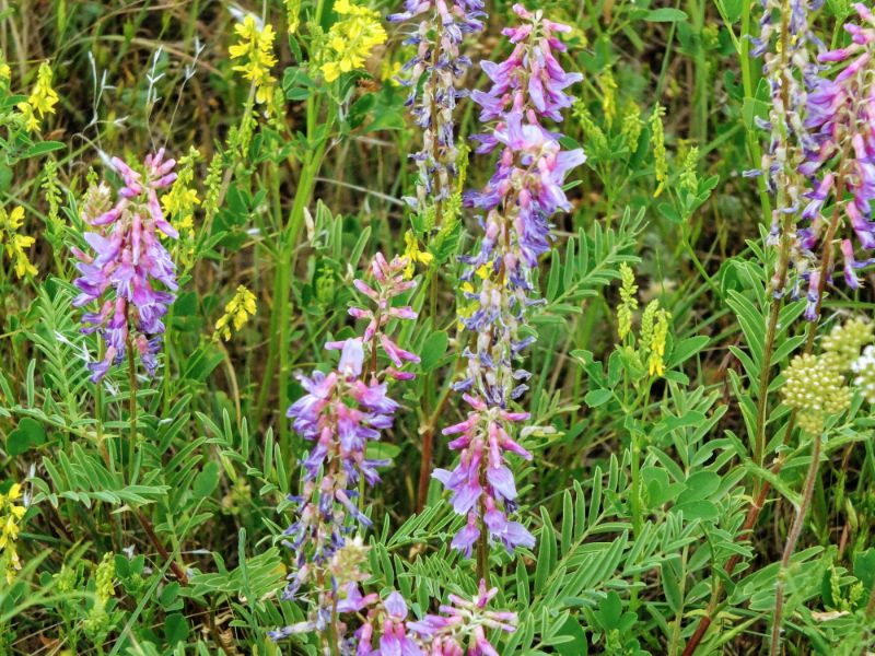 wildflowers wildflowers