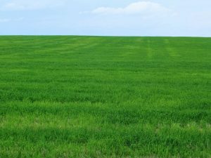 barley field