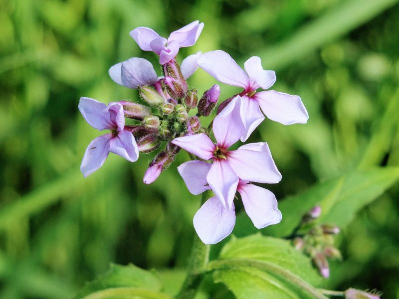 wildflowers wildflowers
